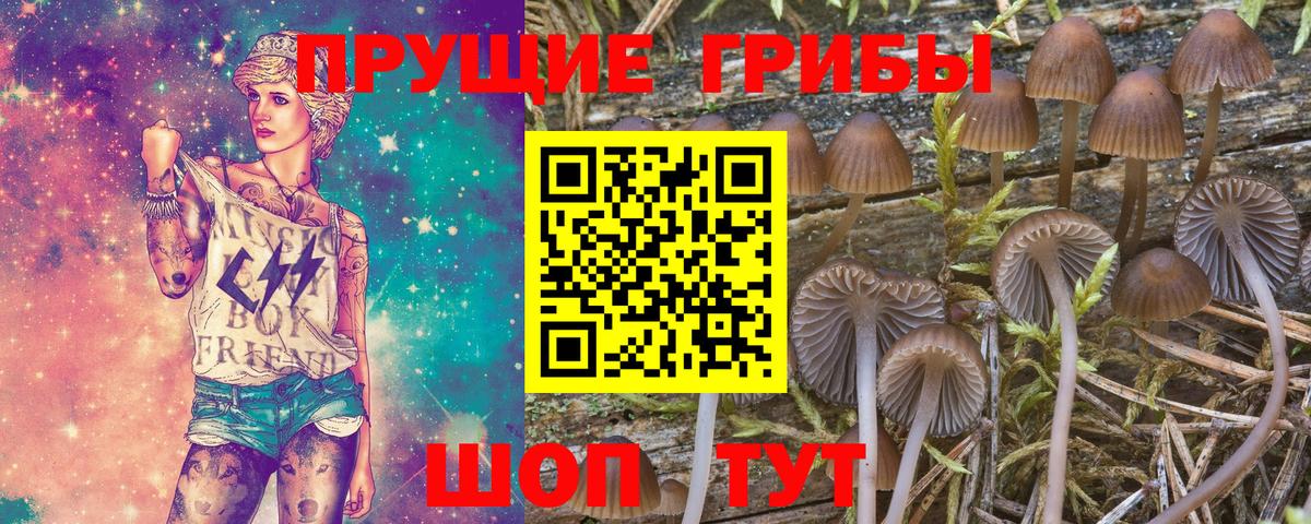 Галлюциногенные грибы Cubensis Гатчина