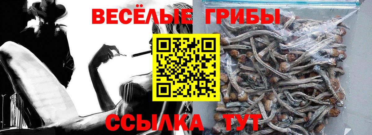 Псилоцибиновые грибы мухоморы  Псилоцибиновые грибы GOLDEN TEACHER  Вход с VPN  где продают наркотики  Гатчина 